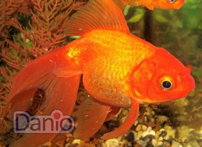 Вуалехвост ассорти (Carassius auratus) купить | Аквамир Тольятти