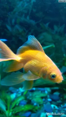 Размножение и разведение золотых рыбок нерест в домашнем аквариуме