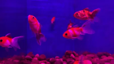 Вуалехвост | Аквариумные рыбки