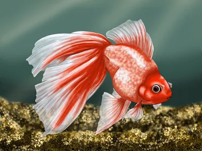 Красная шапочка (рыбка) — Википедия