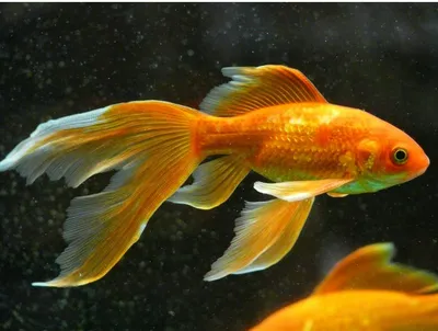 Вуалехвост красный, ситцевый, аквариумная рыбка Vyalekhvost, voiletail -  YouTube