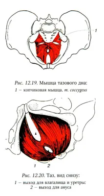 Теоретические подходы к лечению в остеопатии