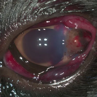 Травма глаз у кошки - Помощь, лечение | ZooVision Спб