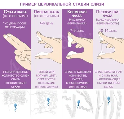 Как меняются выделения из влагалища на протяжении всего месячного цикла |  Сергей | Дзен