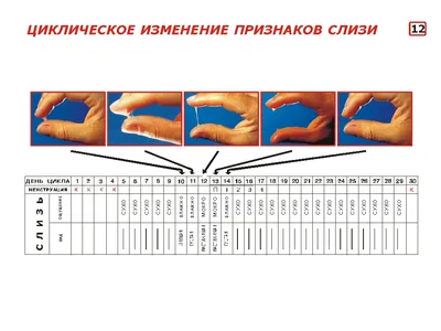 Выделения при овуляции: какие должны быть, как выглядят, сколько дней длятся