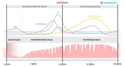 Нет овуляции: причины нарушения, симптомы, лечение отсутствия овуляции |  БЛОГ ICSI Clinc