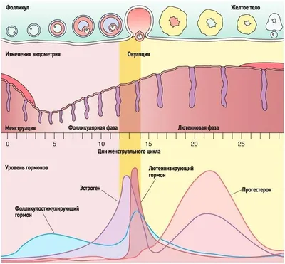 Как рассчитать овуляцию для зачатия ребенка | Мегаптека
