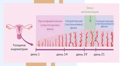 11 день после овуляции: тест покажет беременность или нет