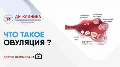 Овуляция и зачатие - Гинекологическая клиника Embio