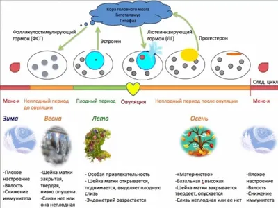 Что такое овуляция? – полезные материалы Nazimova.com