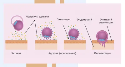 Поздняя имплантация эмбриона и ХГЧ при ЭКО: признаки и симптомы имплантации