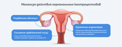 Центр ЭКО в Нальчике - Имплантация эмбриона при ЭКО