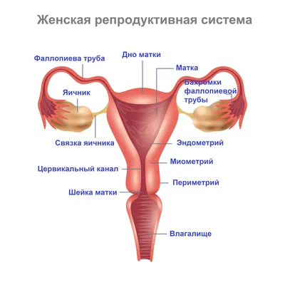 Подсадка эмбрионов при ЭКО: как понять, что эмбрион прикрепился к матке?