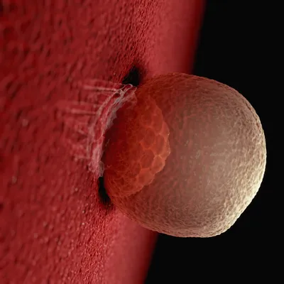 Isolation of Mouse Endometrial Epithelial and Stromal Cells for In Vitro  Decidualization | Protocol (Translated to Russian)