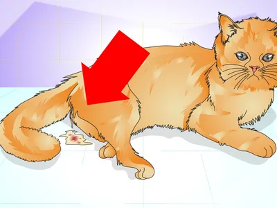 Беременность у кошек: признаки, сколько длится у разных пород, осложнения  при родах и беременности.