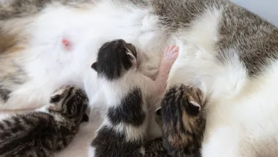 Выделения у беременной кошки - картинки и фото koshka.top
