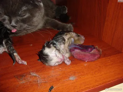 Скоттиш-фолд (Шотландская вислоухая кошка) - «Кошкины роды как это  происходит (+фото)» | отзывы