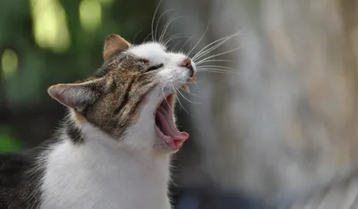 Скоттиш-фолд (Шотландская вислоухая кошка) - «Беременность и роды у  Шотландской вислоухой кошки. Все нюансы» | отзывы