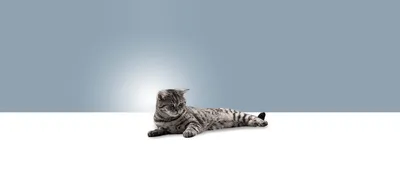 https://www.royalcanin.com/ru/cats/health-and-wellbeing/beremennost-u-koshek-skolko-dlitsya-kak-opredelit-o-chem-ne-zabyt