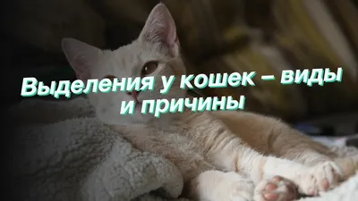 Роды у кошки как проходят и что делать? | WHISKAS®