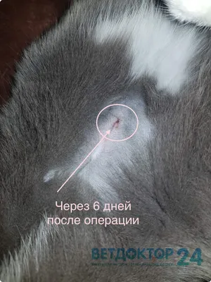 Роды у кошки: 🐈 признаки, сколько длятся, приём, осложнения