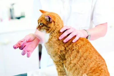 Родовспоможение, за 1 час для кошек и котов | SQ-lap