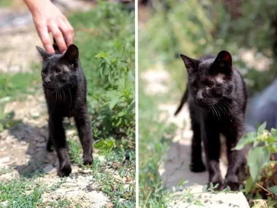 chisinau.fail - Шок! Живодёры в Бельцах выкололи глаза коту Maru Maru:  \"Сегодня, в районе набережной (недалеко от ресторана Loft, Стрыйская, 3)  Молодая беременная женщина нашла кота в изувеченном состоянии. Кот был в