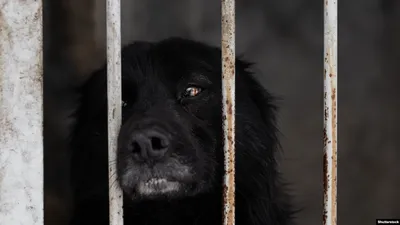 В Приволжском районе Астраханской области полиция проводит проверку по  факту зверски убитых 60 собак | Радиостанция «Южная Волна»
