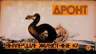 Недавно вымершие птицы - бескрылая …» — создано в Шедевруме