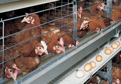 Клетки для кур несушек - livi chicken cages
