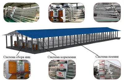 кросс Доминант | Породы и кроссы кур форум на Fermer.ru / Стр. 11 из 13