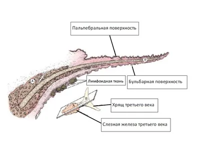 Выпадение третьего века у кошек - причины, лечение, фото