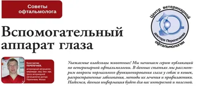 Протрузия (выпадение) третьего века кошек | Ветеринарная клиника доктора  Шубина