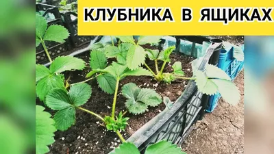 Ухта. Клубника в колёсах. Томат, корнем верх . - YouTube