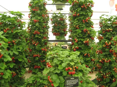Клубника поддерживает Выращивание растений и ягод, легко устанавливается,  опора для посадки и садоводства, набор из 5 | AliExpress