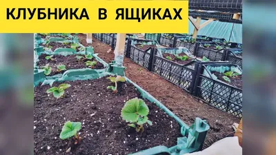 Клубника в пластиковых ящиках круглый год: как вырастить клубнику в ящиках  на улице и в теплице - Ортон