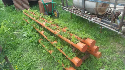 Выращивание клубники на вертикальных грядках на даче своими руками (фото)