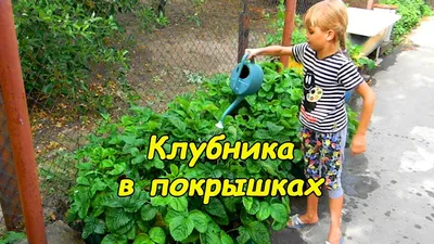 Клубника в покрышках - YouTube