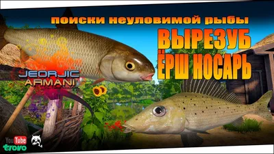 Вырезуб - что это за рыба: как выглядит, где водится, чем питается, сколько  живет. Интересные факты об ареала распространения и повадках рыбы