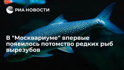 Вырезуб - В - Реальная русская рыбалка на 1505 рыб - World of Fishers