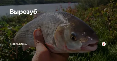 Ловля вырезуба в устье горной реки Хосты