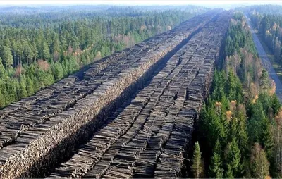 Китай опустошает Сибирь, вырубая лес миллионами тонн в год: россияне бьют  тревогу и просят Москву о помощи - | Диалог.UA