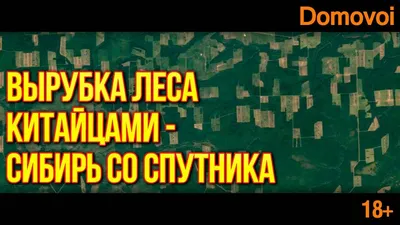 вырубка лесов сибири : экономические и экологические проблемы в российском  лесопользовании. Стоковое Фото - изображение насчитывающей пуща, разрушает:  227625870