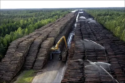 Леса в Сибири вырубаются