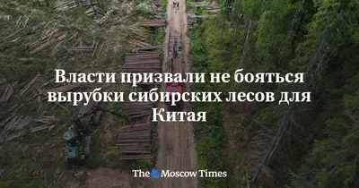 Вырубки леса в Сибири (61 фото) - 61 фото