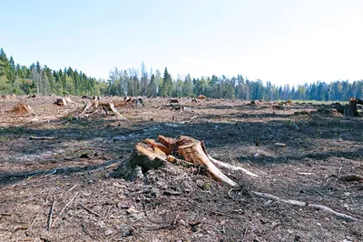 Вырубки, угрозы и поджоги. Циничное уничтожение сибирского леса