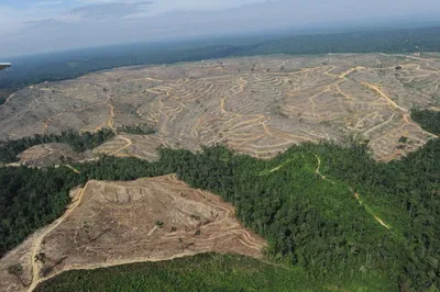 Вырубка леса вид сверху (49 фото) - 49 фото