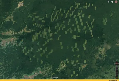 Вырубки леса в сибири (72 фото) »
