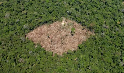Вырубка леса в Сибири со спутника - фото и картинки: 35 штук
