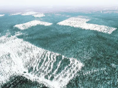 Вырубка леса вид сверху (49 фото) - 49 фото